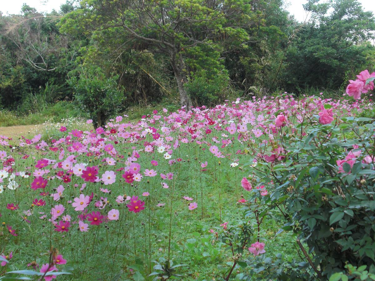 Villa Matayoshi Coffee Farm Higashi Esterno foto