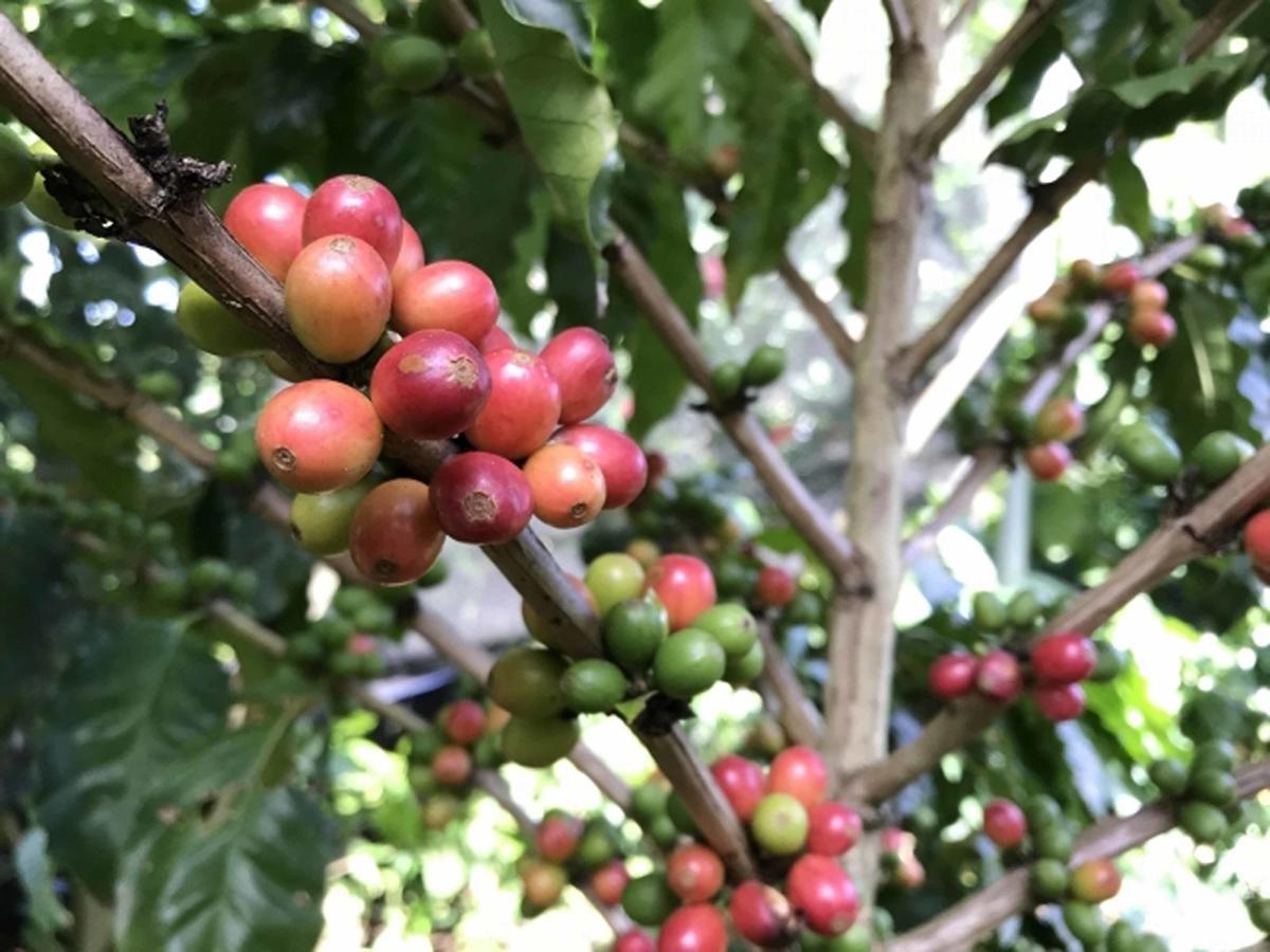 Villa Matayoshi Coffee Farm Higashi Esterno foto