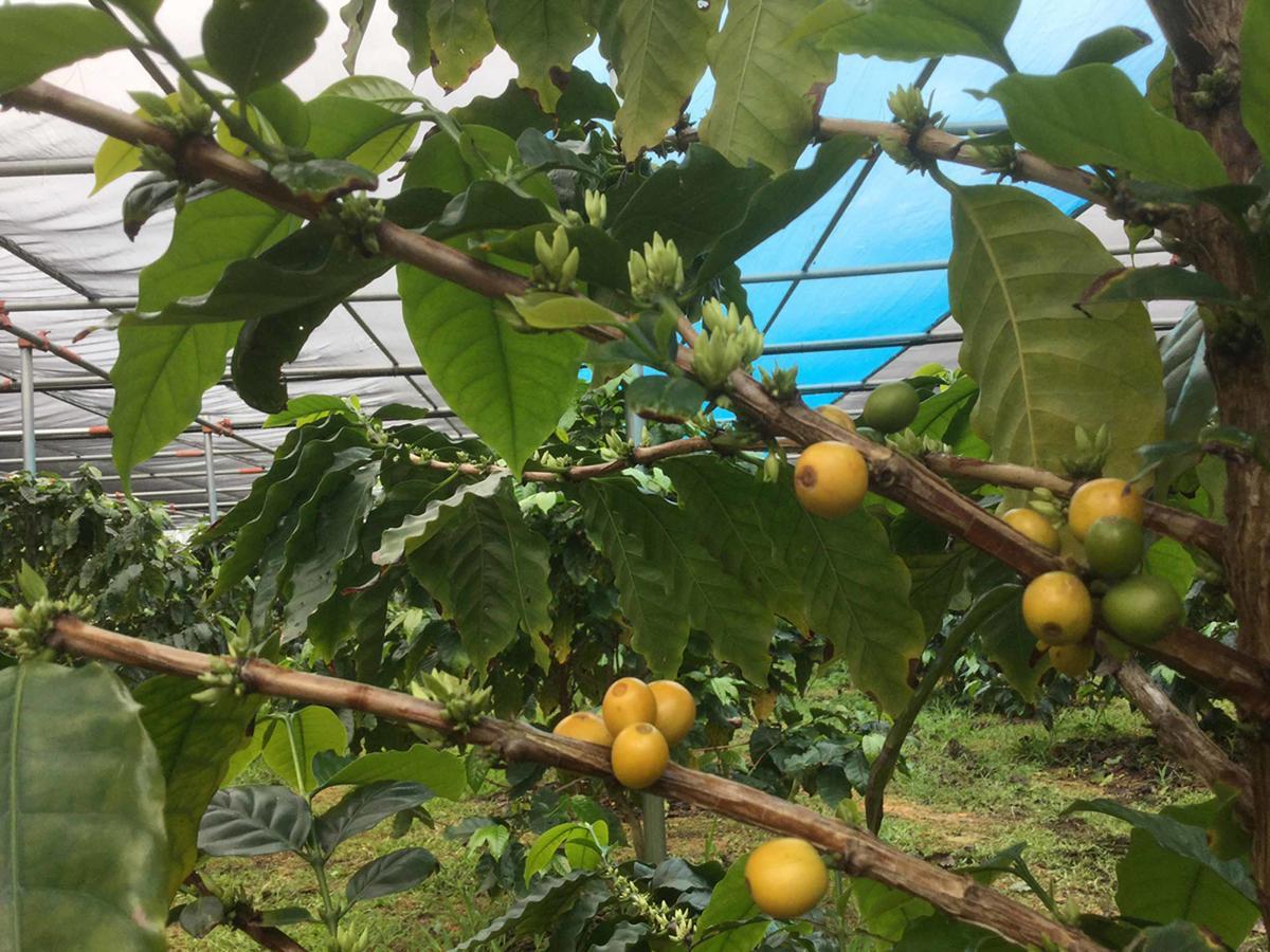 Villa Matayoshi Coffee Farm Higashi Esterno foto
